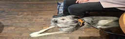 Mixed Breed dogs for adoption: MABEL-very gentle girl/smart/gentle/happy/loving in Cambridge - Advert 7