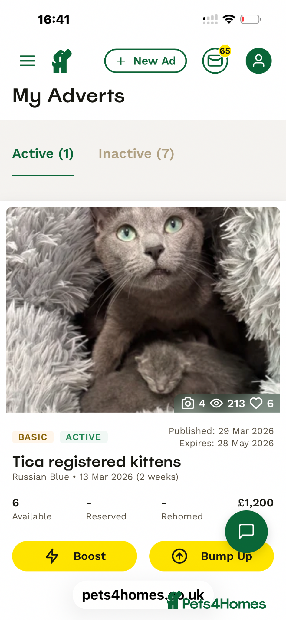 Russian Blue cats Tica registered kittens - Advert 1