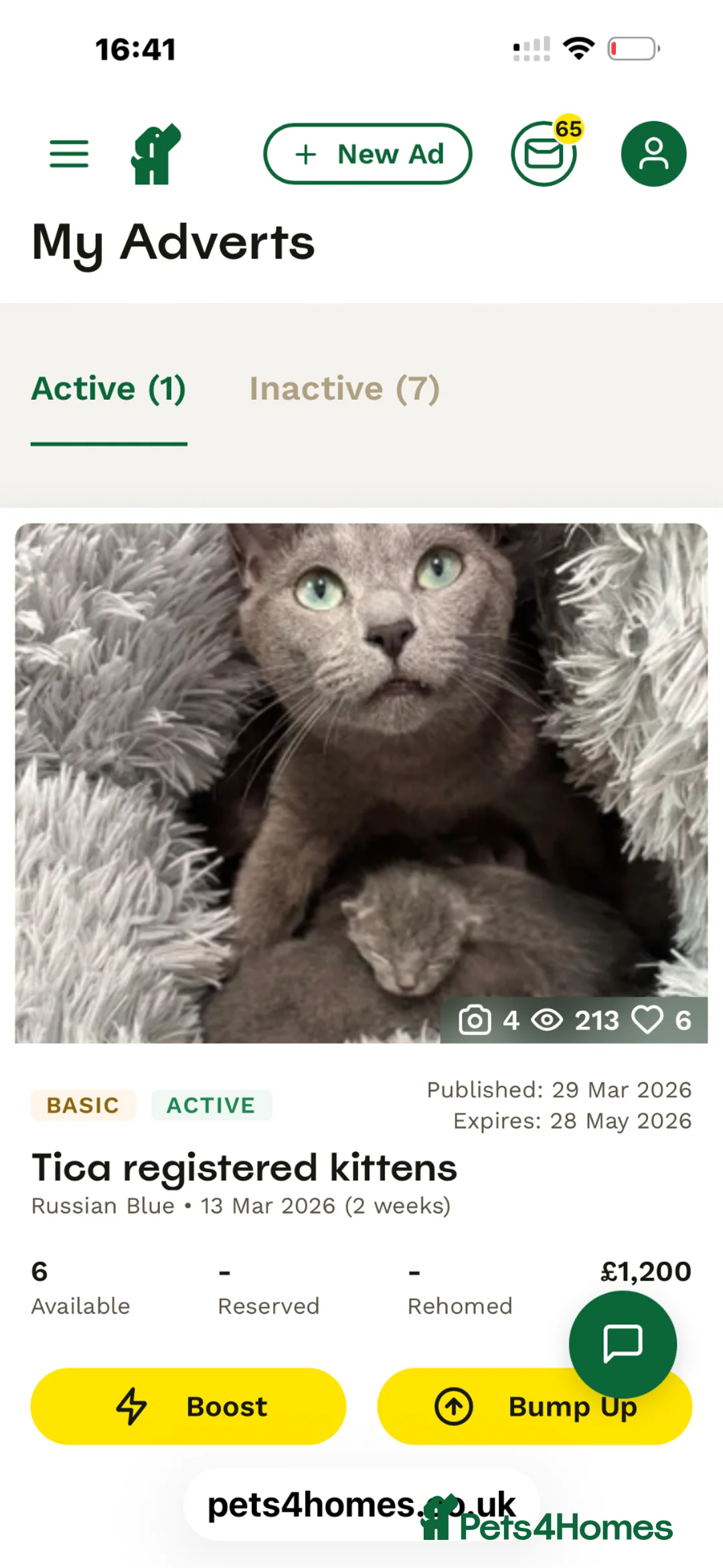 Russian Blue cats for sale: Tica registered kittens - Advert 1