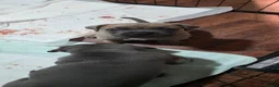 Cane Corso dogs for sale: Cane Corso Puppies - Advert 4