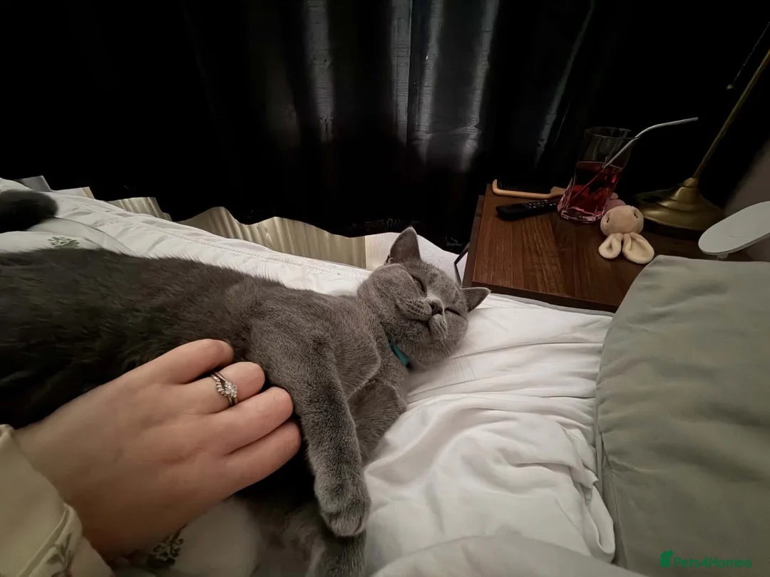 British Shorthair cats for sale: Beautiful British blue - Advert 4