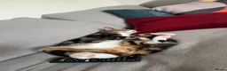 Bengal cats for sale: Bengal Brother and Sister  - Advert 9