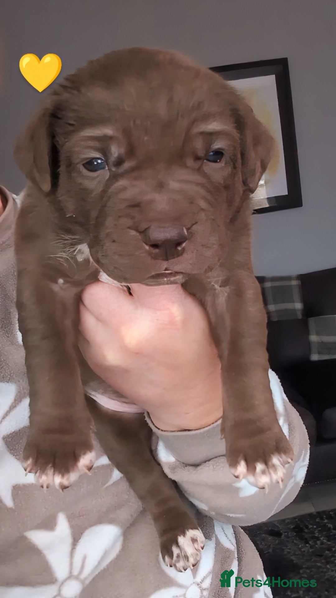 Mixed Breed dogs Labrabull Puppies  - Advert 1