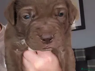 Mixed Breed dogs Labrabull Puppies - Advert 1