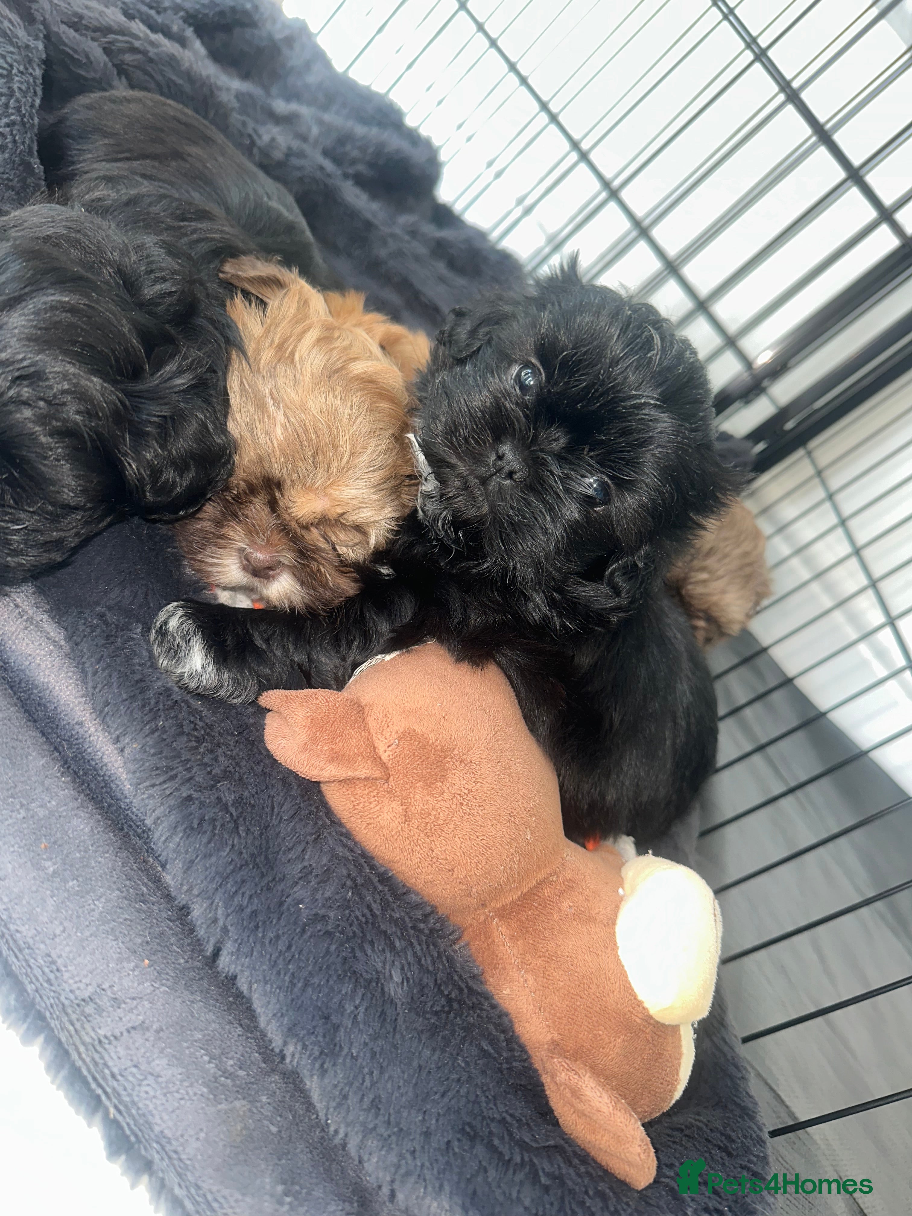 Shih Tzu dogs Shih Tzu Puppies - Advert 11