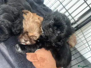 Shih Tzu dogs Shih Tzu Puppies - Advert 11