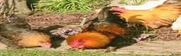 Chickens poultry for sale: PEKIN BANTAM FLOCK FOR REHOMING - Advert 3