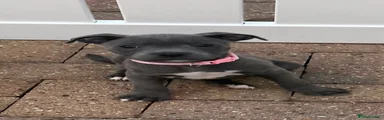 Staffordshire Bull Terrier 5