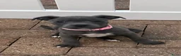 Staffordshire Bull Terrier dogs for sale: KC Health Tested SBT Puppies. - Advert 3