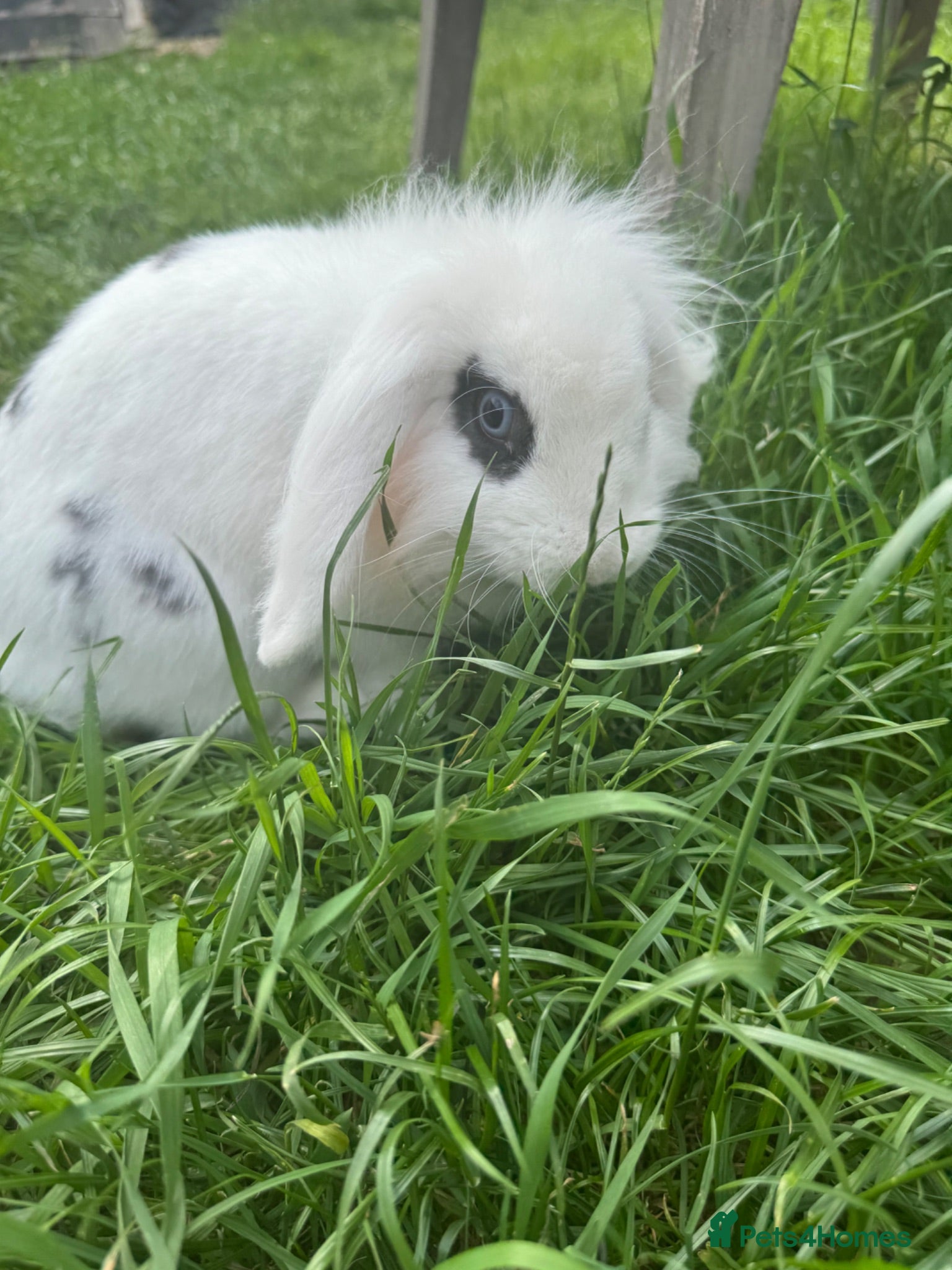 Mini Lion Lop rabbits Mini lion lop male  - Advert 1
