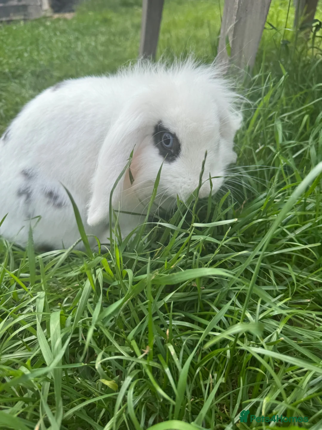 Mini Lion Lop rabbits for sale: Mini lion lop male  - Advert 1
