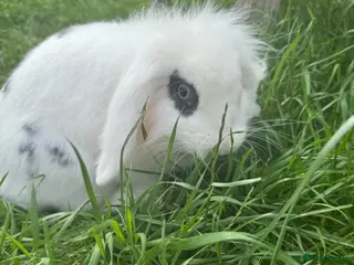 Mini Lion Lop rabbits Mini lion lop male - Advert 3