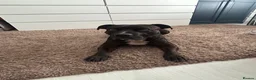 Staffordshire Bull Terrier dogs for sale: Loving Eddie the Staffy for rehome  - Advert 7