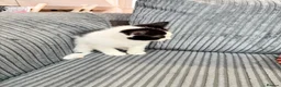 Mixed Breed cats for sale: Kittens - Advert 10