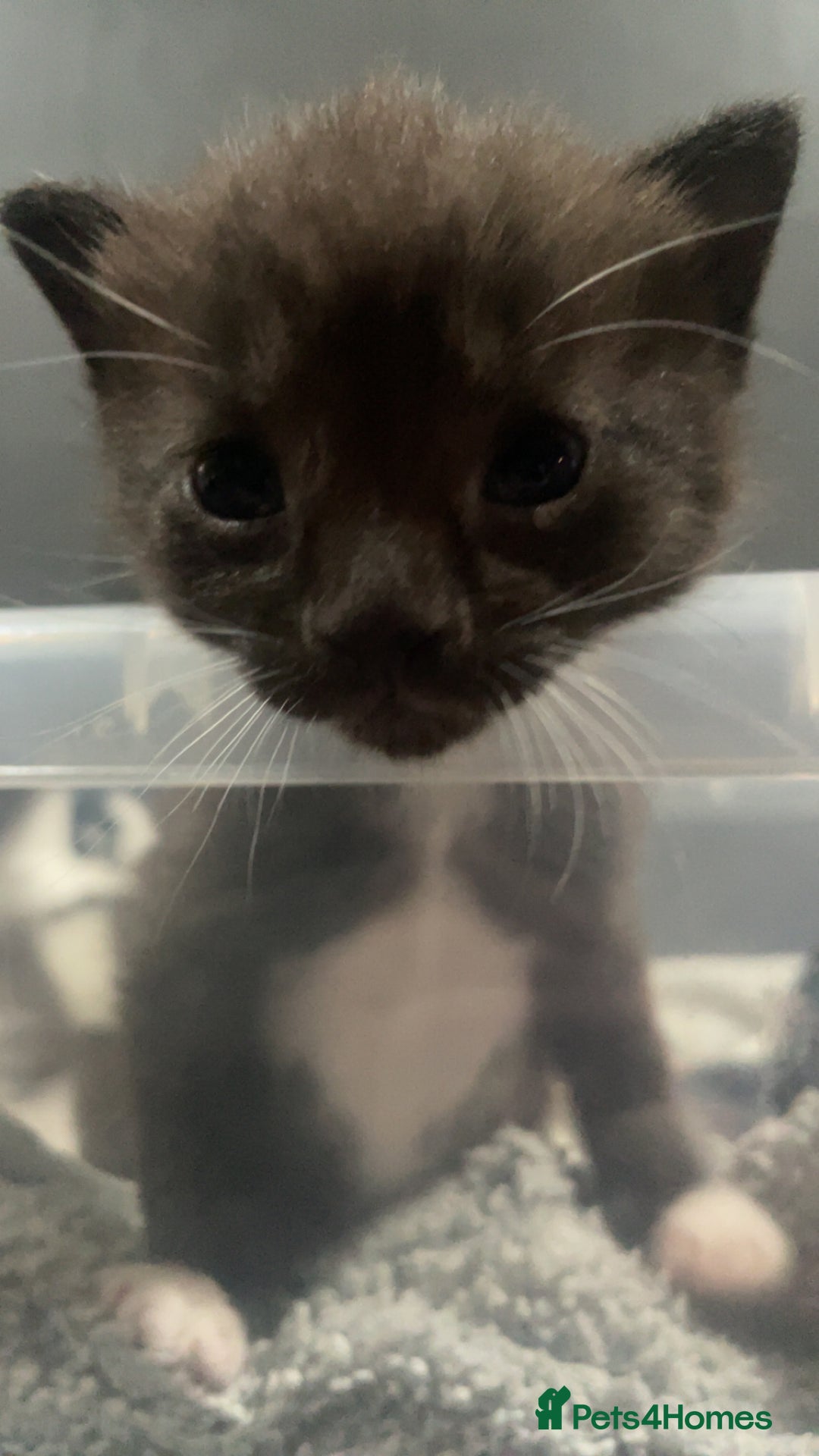 Mixed Breed cats for sale: 1/4 British Shorthair Kittens - Image 7