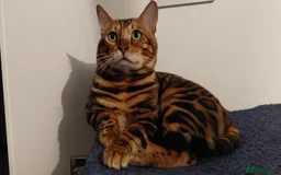 Bengal cats for sale: Beautiful Bengal kittens  in Cambridge - Image 19