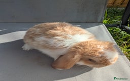 Mini Lop rabbits for sale: Beautiful mini lop bunnies 🐇🐰 - Image 18
