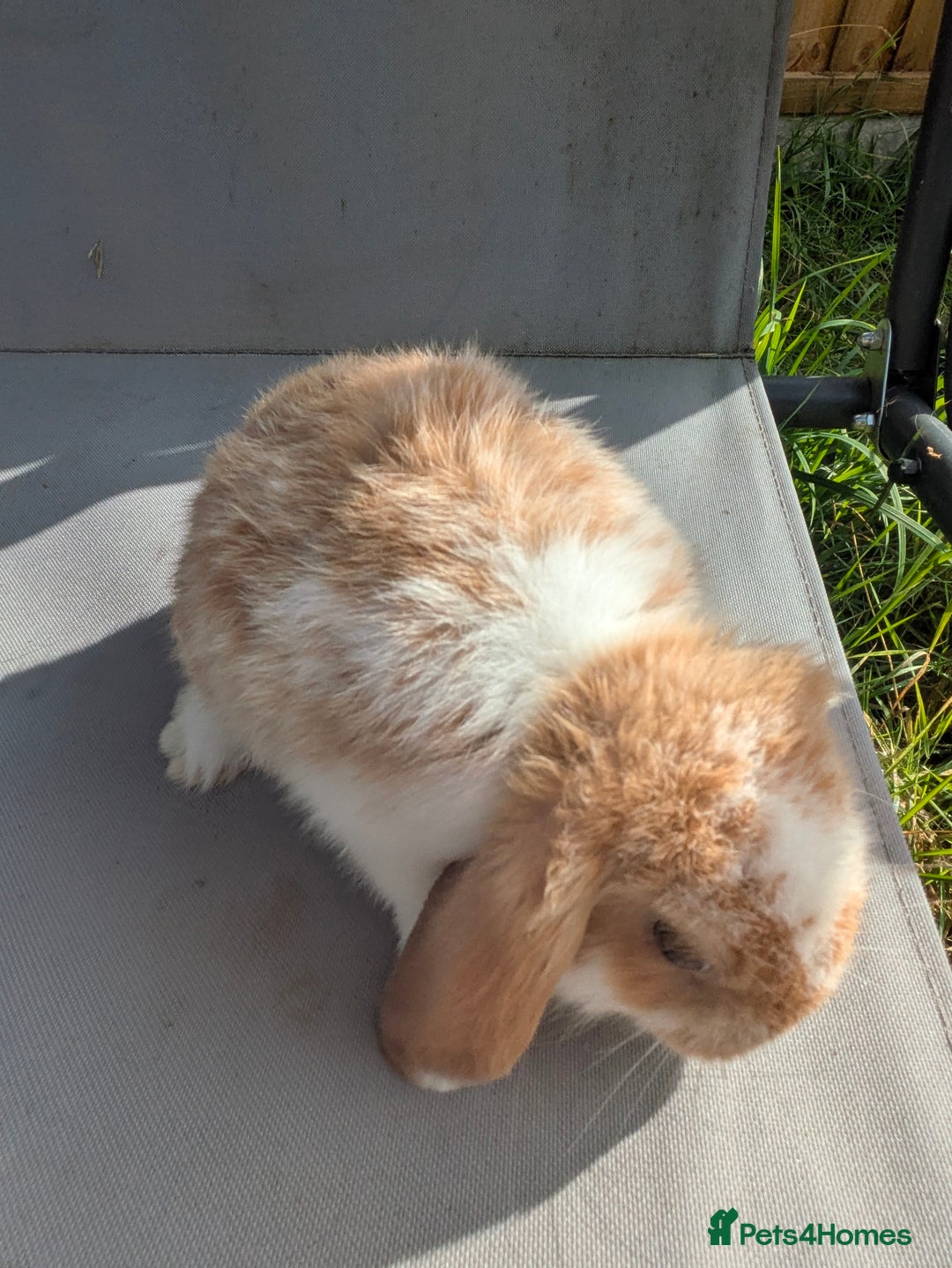 Mini Lop rabbits for sale: Beautiful mini lop bunnies 🐇🐰 - Image 18