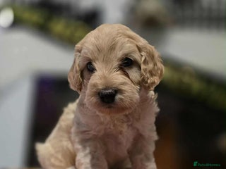 Cockapoo dogs - Advert 32