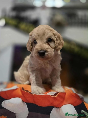 Cockapoo dogs - Advert 1