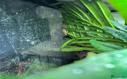 Gecko reptiles for sale: Mourning geckos and eggs and enclose  - Image 8