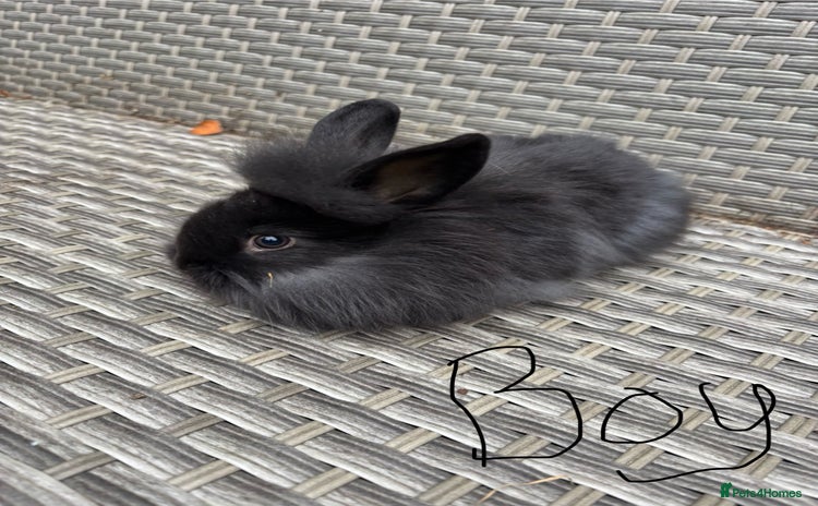 Lionhead rabbits - Advert 14
