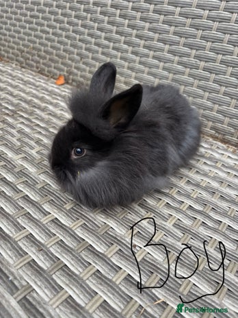 Lionhead rabbits - Advert 11