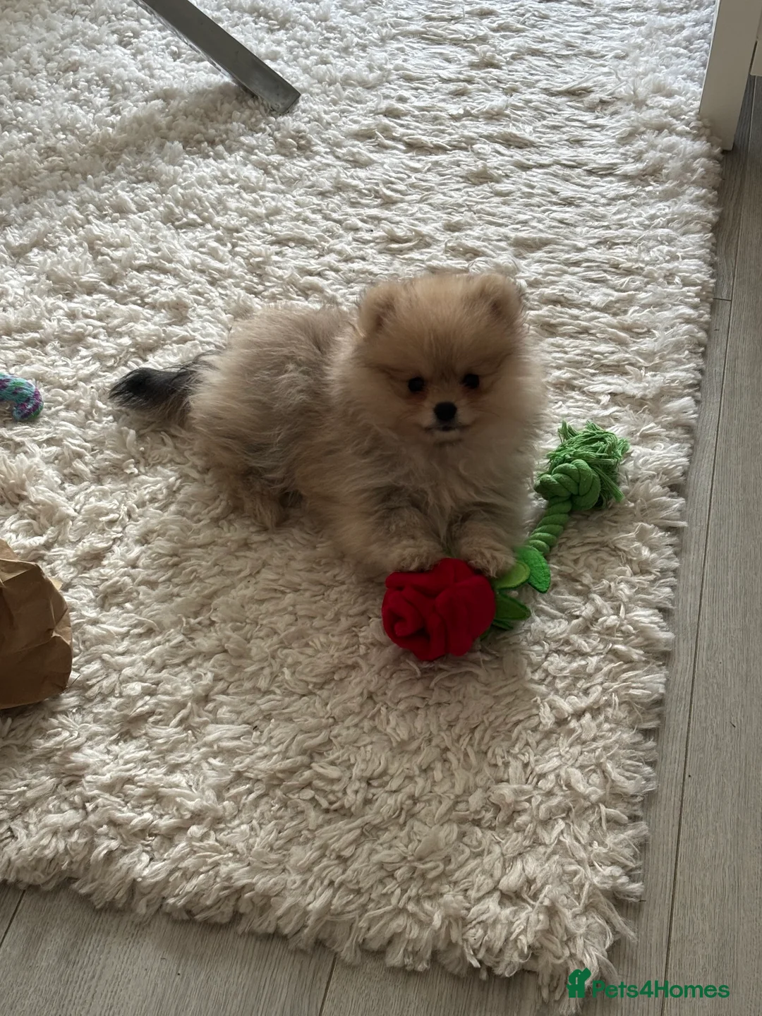 Pomeranian dogs for sale: Beautiful Pomeranian little Girl  - Advert 3