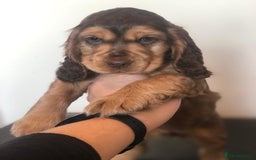 Cocker Spaniel dogs for stud: Show Cocker At Stud Highly Health Tested in Sandbach - Image 28