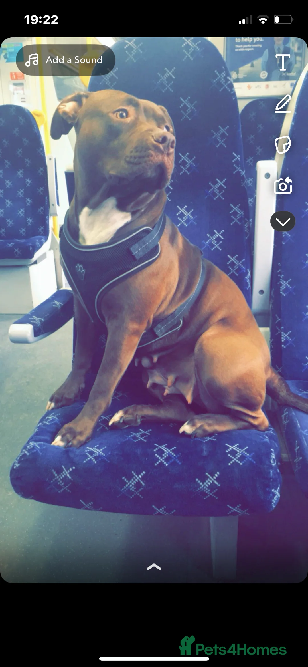 Mixed Breed dogs for sale: American bully x American bulldog puppies - Advert 12