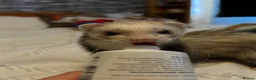 Ferret rodents for sale: Two hobs for rehoming. - Advert 26