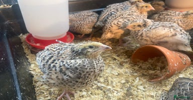 Quail poultry - Advert 3