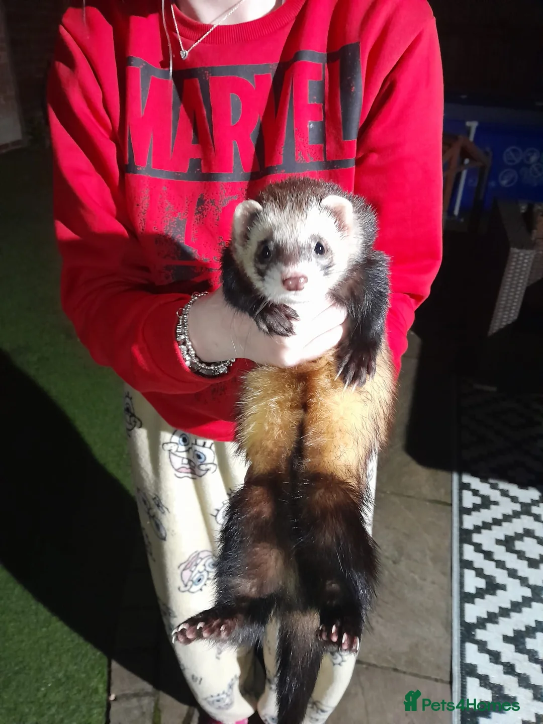 Ferret rodents for sale: Chuck the ferret  in Wigan - Advert 5