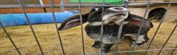 Mixed Breed rabbits for sale: Rescue a lovely bunny - Evangeline - Advert 5