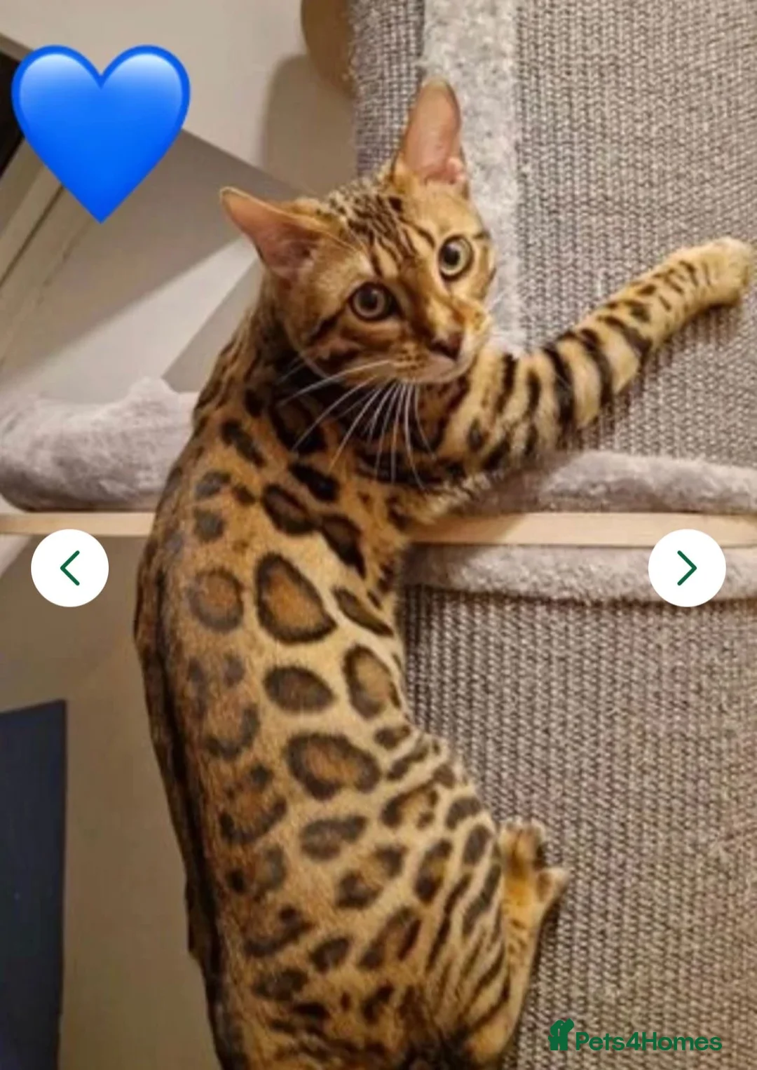 Bengal cats for sale: Pure Bengal - Home Raised - £1300 - Advert 2