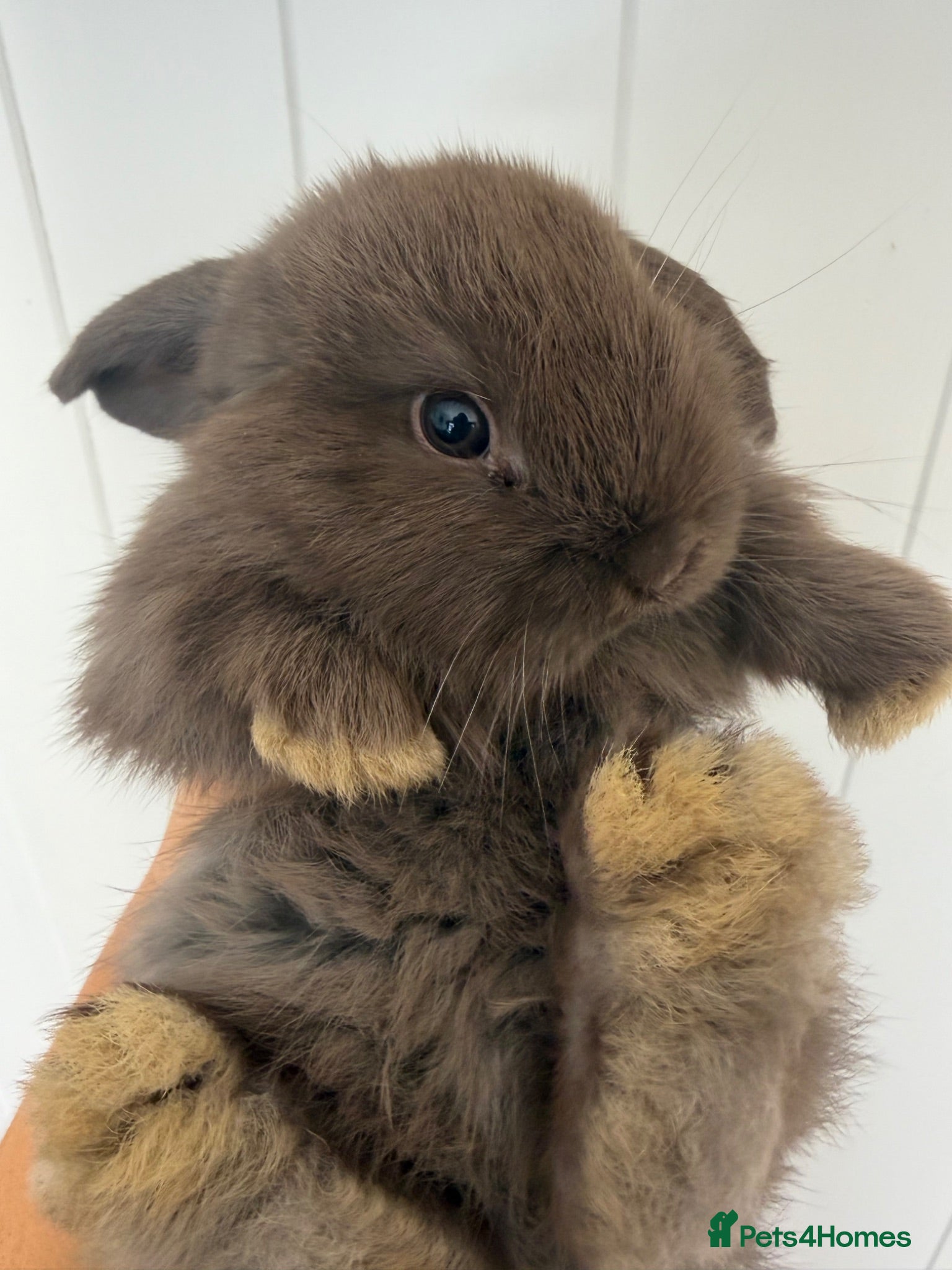 Mini Lop rabbits Beautiful fluffy mini lops  - Advert 17