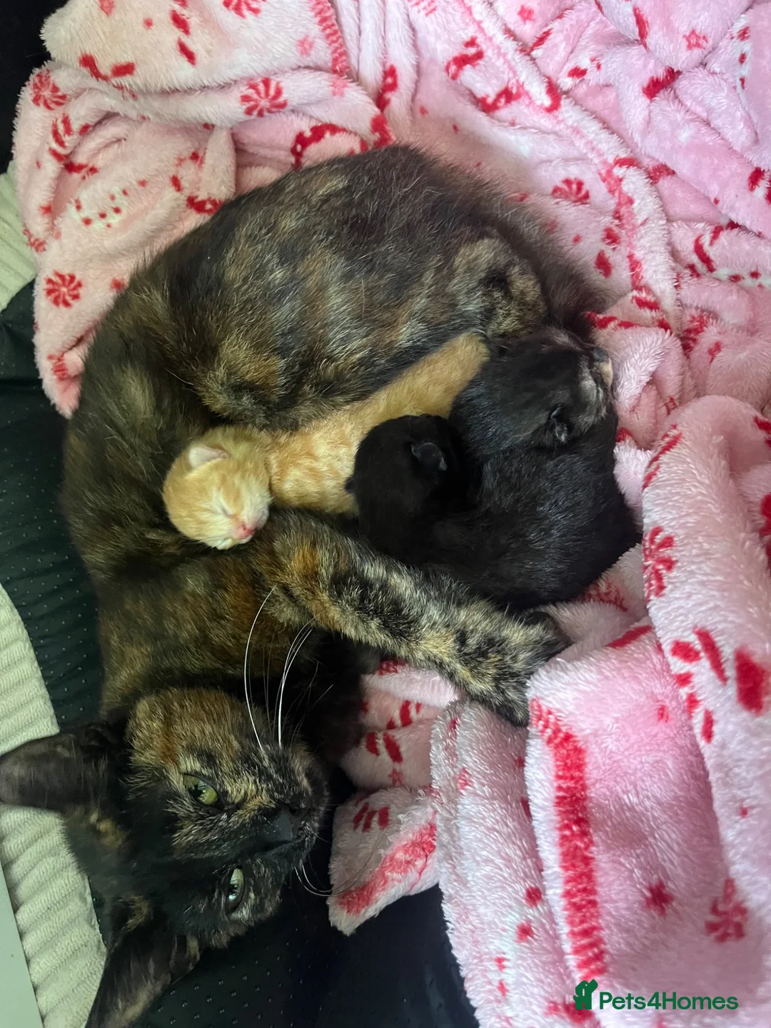 Mixed Breed cats for sale: Gorgeous kittens  in Leicester - Advert 1