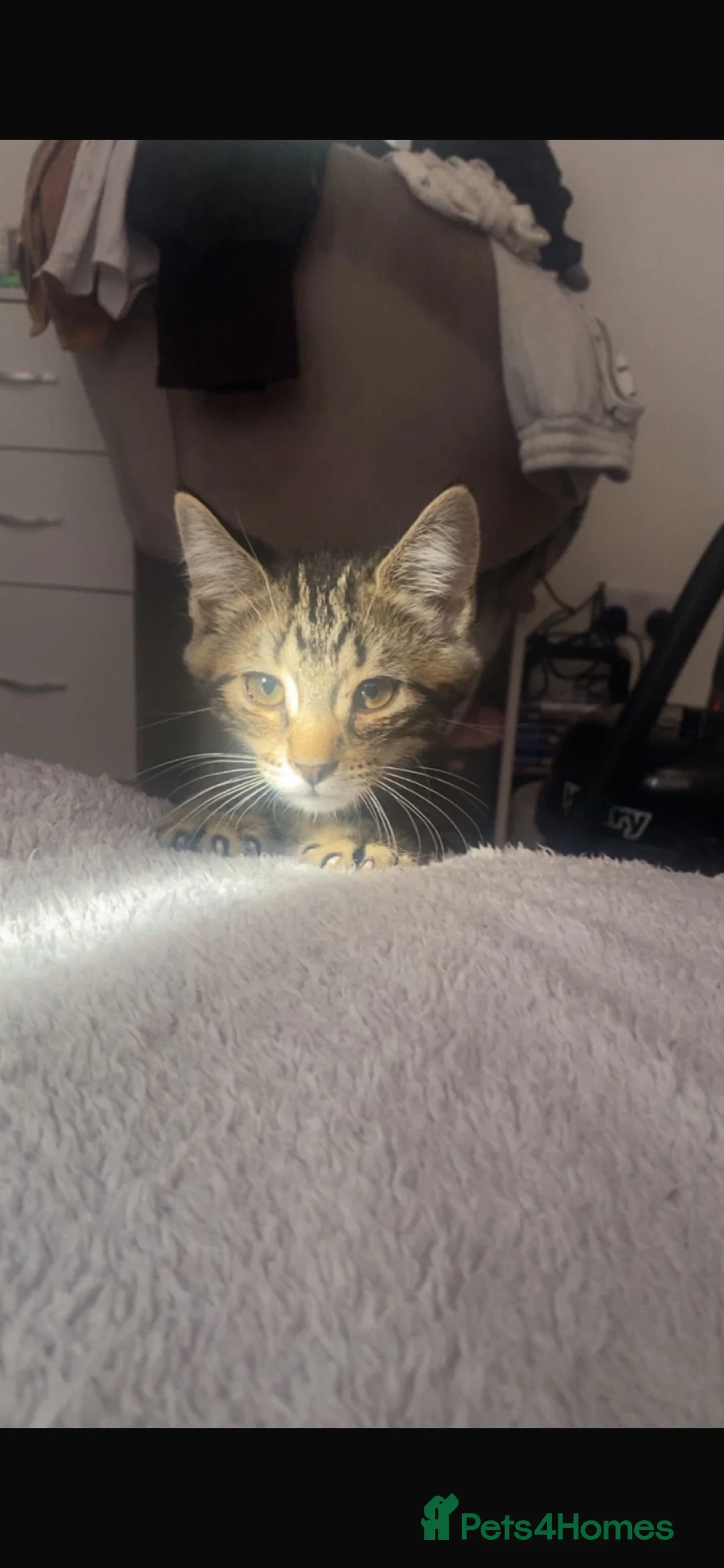 Mixed Breed cats for sale: 2 little boys  in Mansfield - Advert 6
