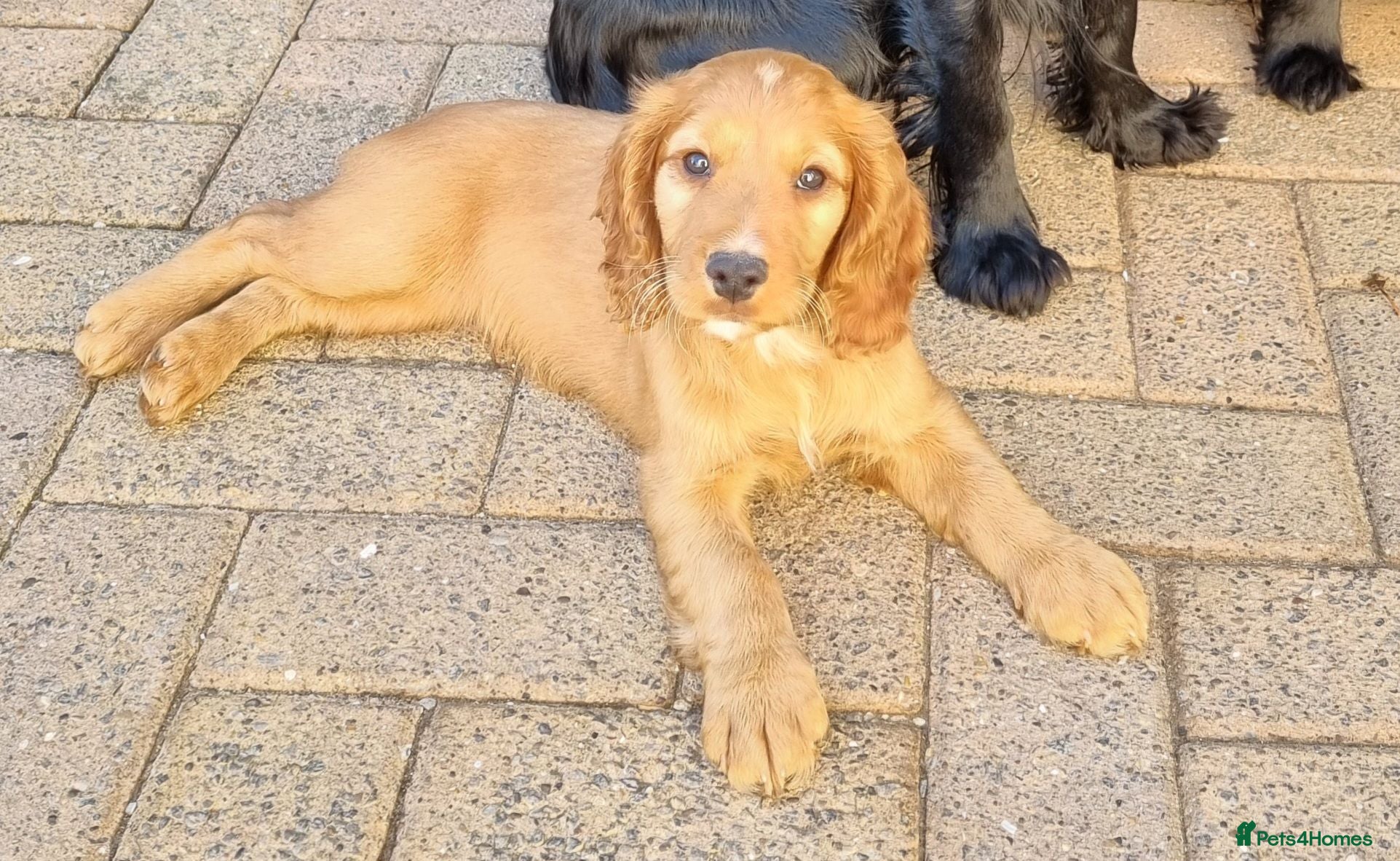 Cocker Spaniel dogs KC REGISTERED, DNA HEALTH TESTED - Advert 11