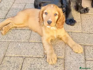 Cocker Spaniel dogs KC REGISTERED, DNA HEALTH TESTED - Advert 11