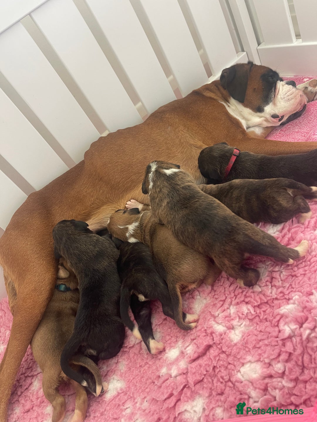 Boxer dogs for sale: Beautiful boxer puppies available  - Image 22