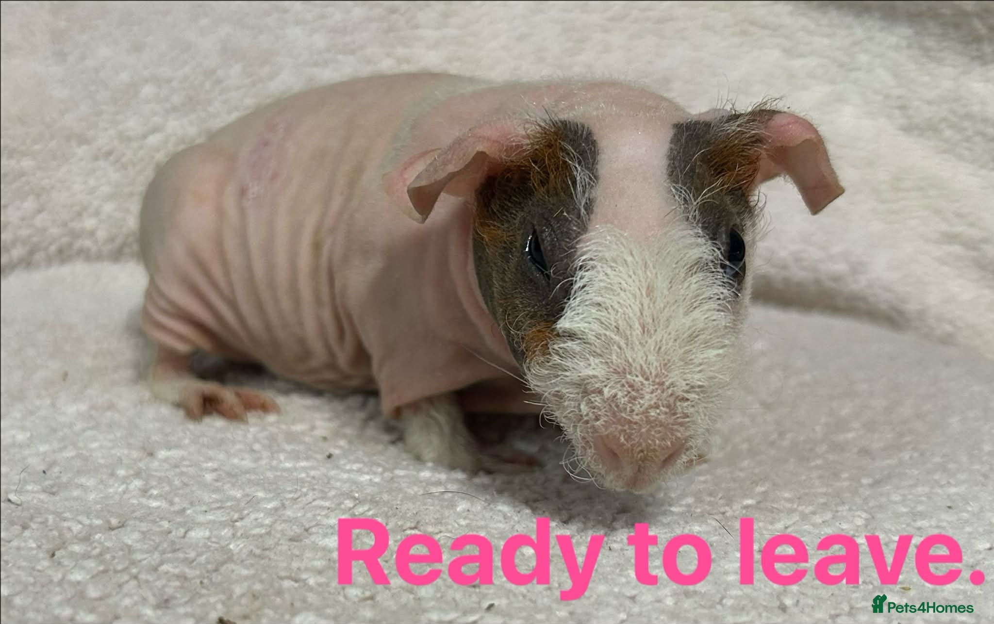 Guinea Pig rodents Skinny Pig Sows. READY NOW/RESERVE - Advert 5
