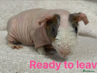 Guinea Pig rodents Skinny Pig Sows. READY NOW/RESERVE - Advert 5