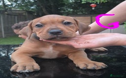 American Bully dogs for sale: American Bully Pups for sale - Image 37