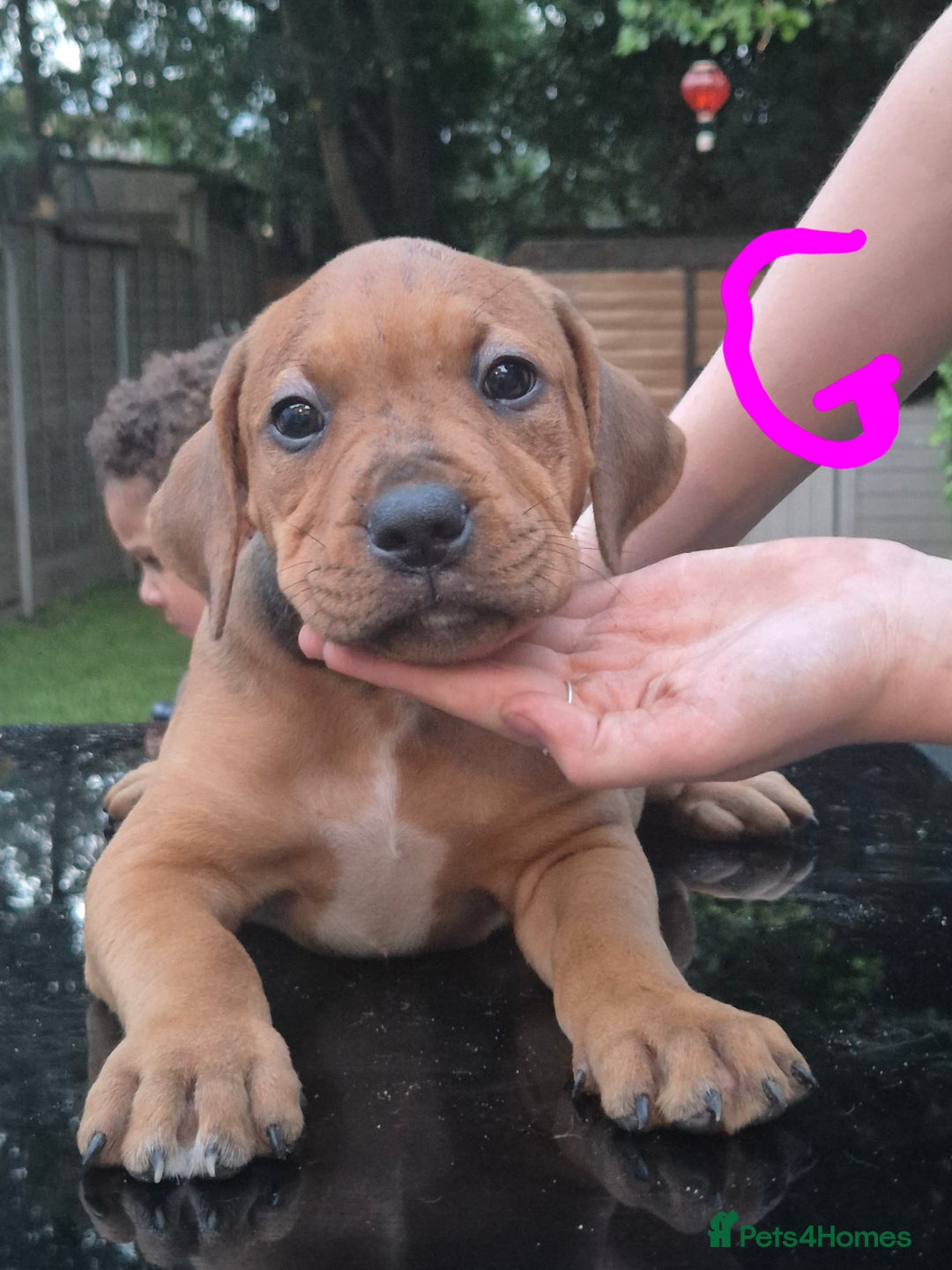 American Bully dogs for sale: American Bully Pups for sale - Image 37