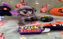 Cockapoo dogs for sale: PRA clear F1b Cockapoo puppies  - Image 10