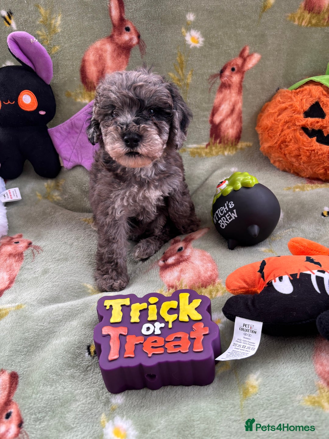 Cockapoo dogs for sale: PRA clear F1b Cockapoo puppies  - Image 10