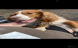 Mixed Breed dogs for sale: 2 beautiful babies - Image 3