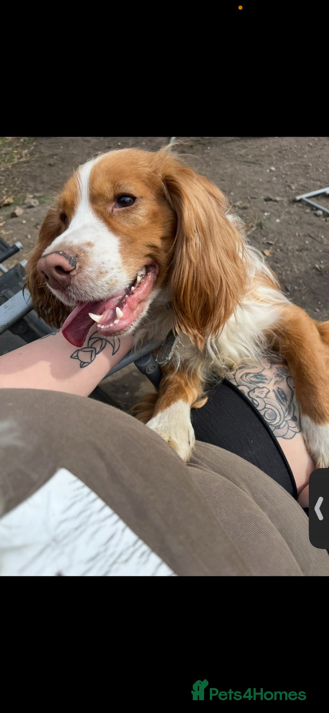 Mixed Breed dogs for sale: 2 beautiful babies - Image 3