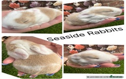 Mini Lop rabbits for sale: Stunning mini lops - Image 22